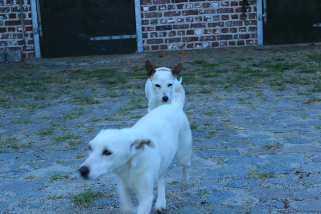 De Rosmolen Villa Ertvelde Exteriör bild